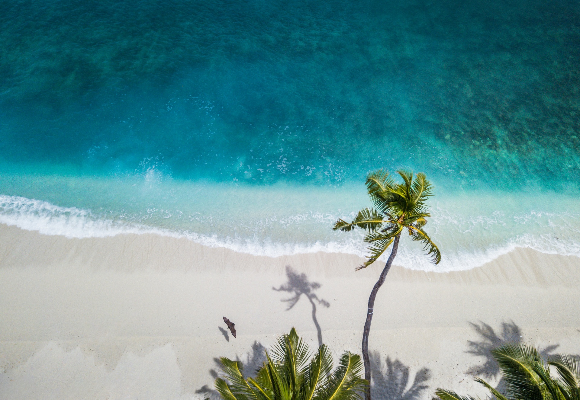 Plage des Comores - palmier et lagon turquoise